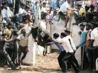 jallikattu