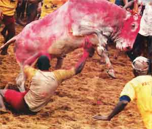 Jallikattu