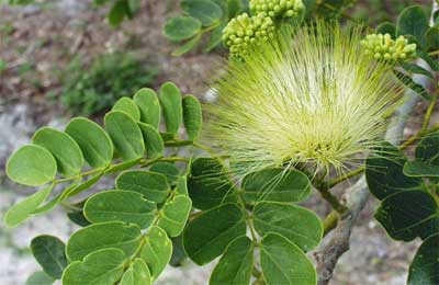 Albizia lebbeck