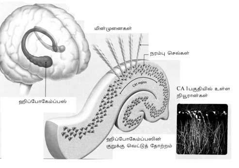 Brain