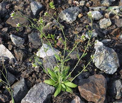 Plant