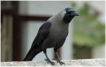 crow 349