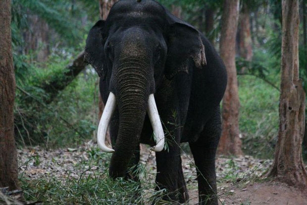 elephant 620
