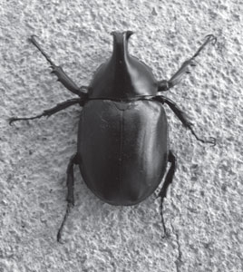 insect