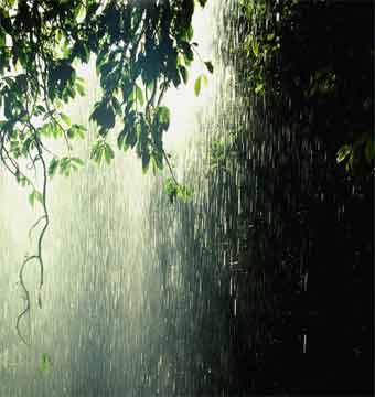 Rain in forest