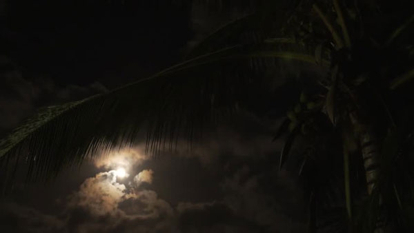 coconut tree in night
