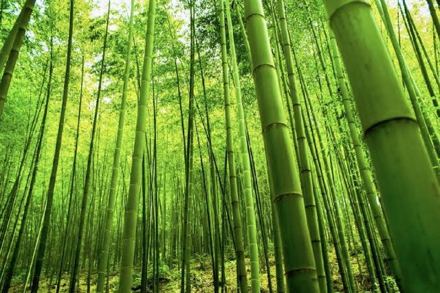 bamboo 427