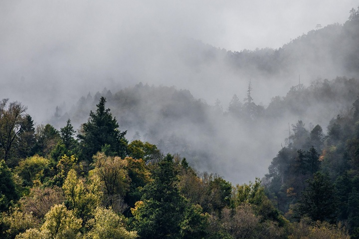 forest mist 479