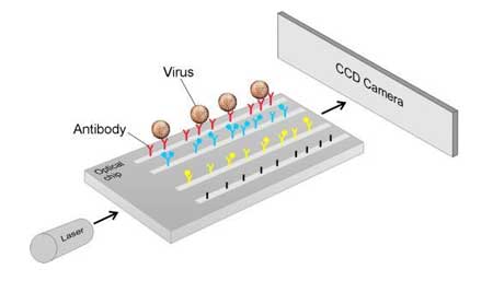 Virus Detector