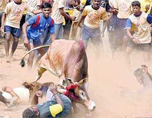 Jallikattu