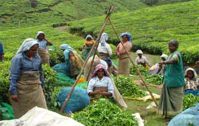 Mancholai Tea Estate