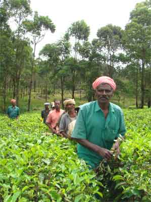 Mancholai Tea Estate