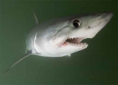 Porbeagle Shark