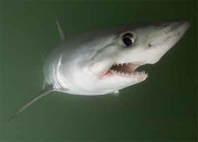 Porbeagle Shark