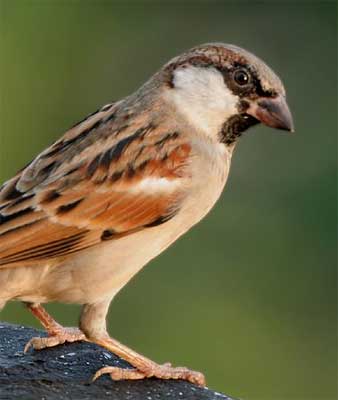 Sparrow