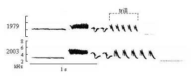 Bird's love tune graph