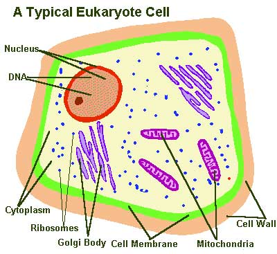 Cell