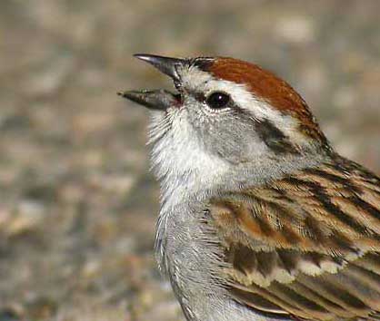 Sparrow