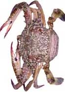 crab