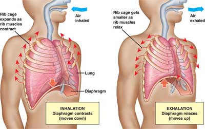 lungs