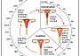 menstrual cycle