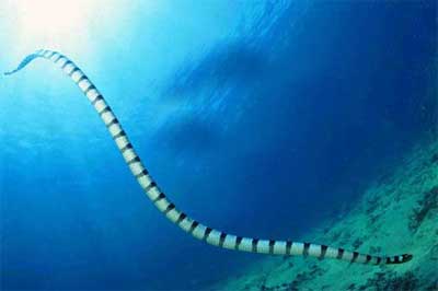 Sea Snake