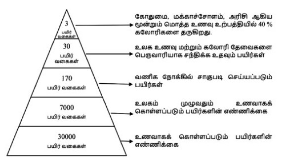 Food pyramid