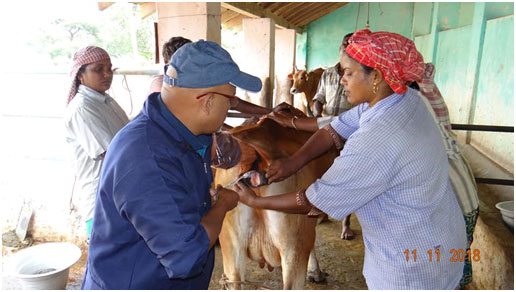 Artificial Insemination of Cow