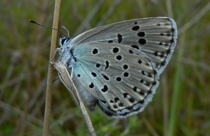 Blue Butterfly