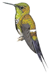 Coppery Thorntail