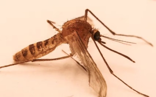 Culex Molestus
