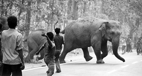 Elephant