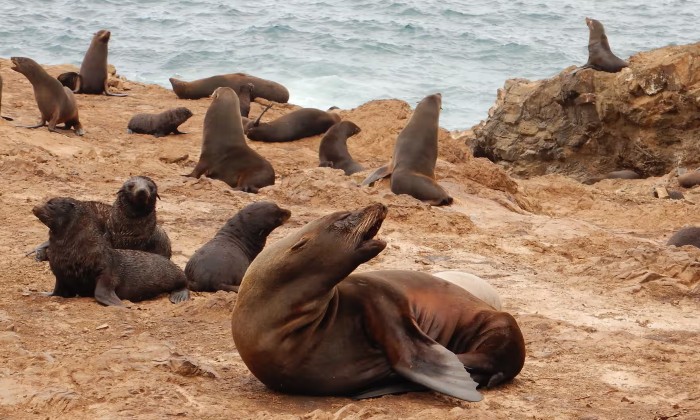 Juan Fernández fur seals