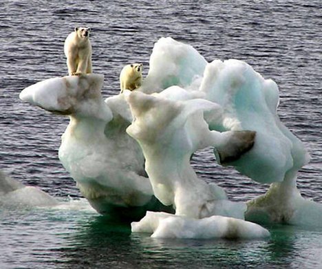 Polar Bears