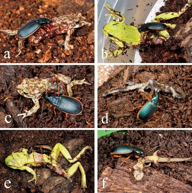 Predation of amphibians by adult Epomis