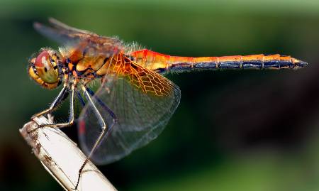 Sympetrum flaveolum