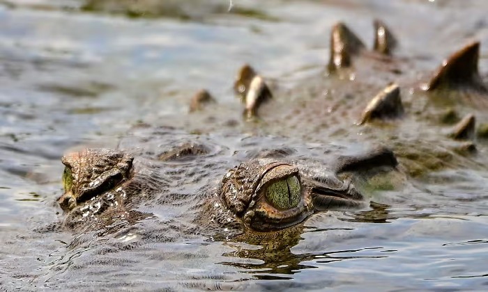 american crocodile