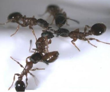 ant_378