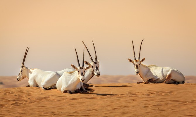 arabian oryx