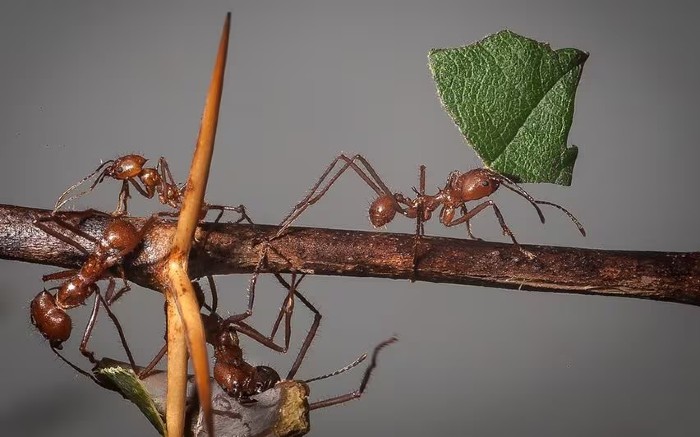 atta cephalotes pjt
