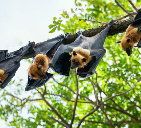 bats