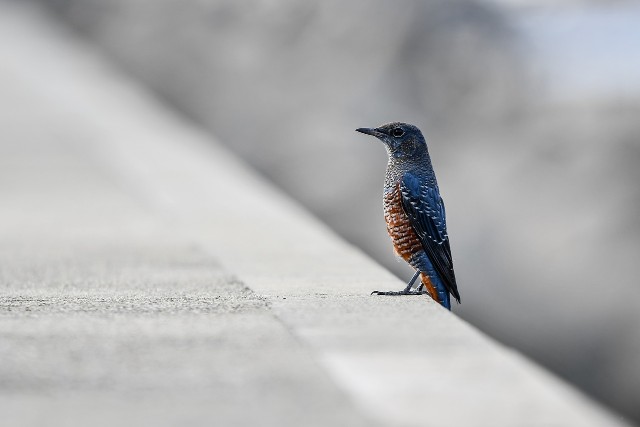 bird 427