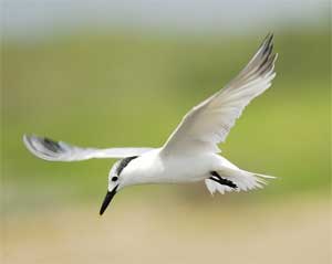 bird 239