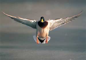 bird_300