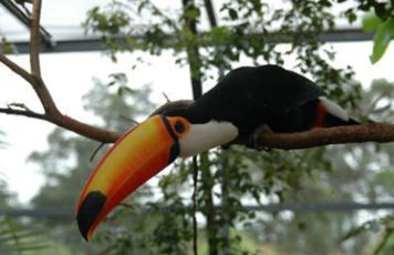 bird_356