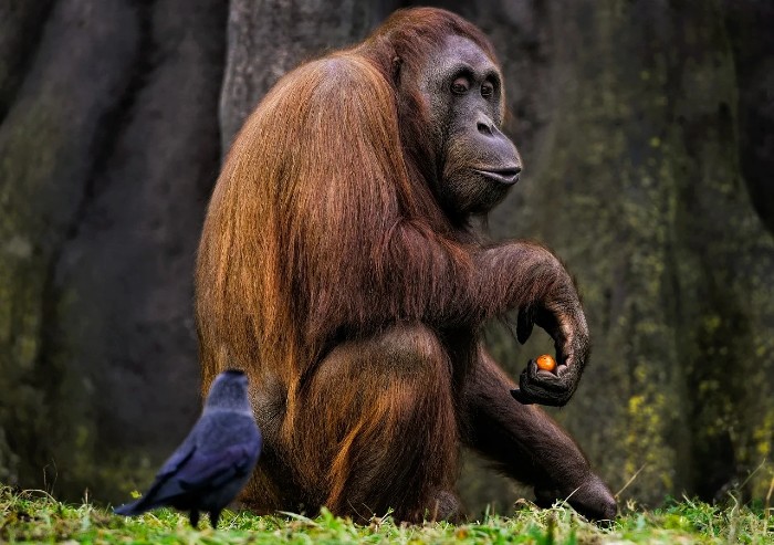 bornean orangutan