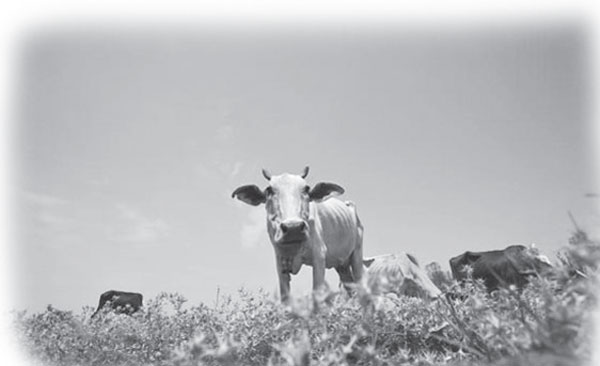 buffalo 600