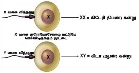 chromosome