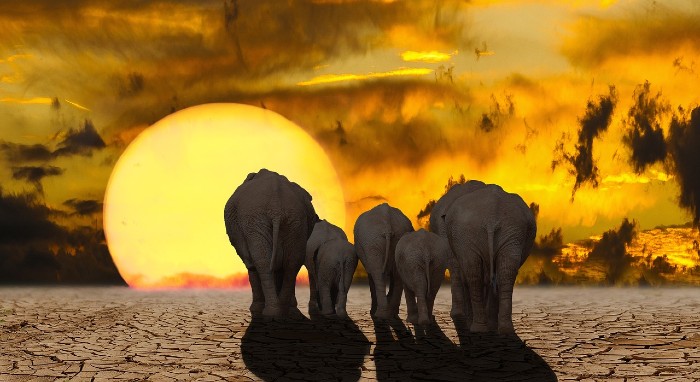 climate change elephants