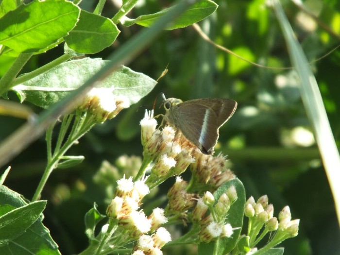 common banded awl